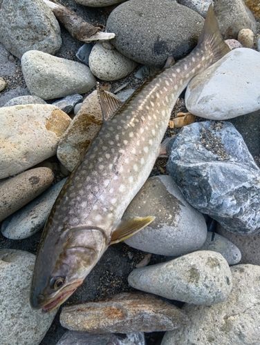 アメマスの釣果