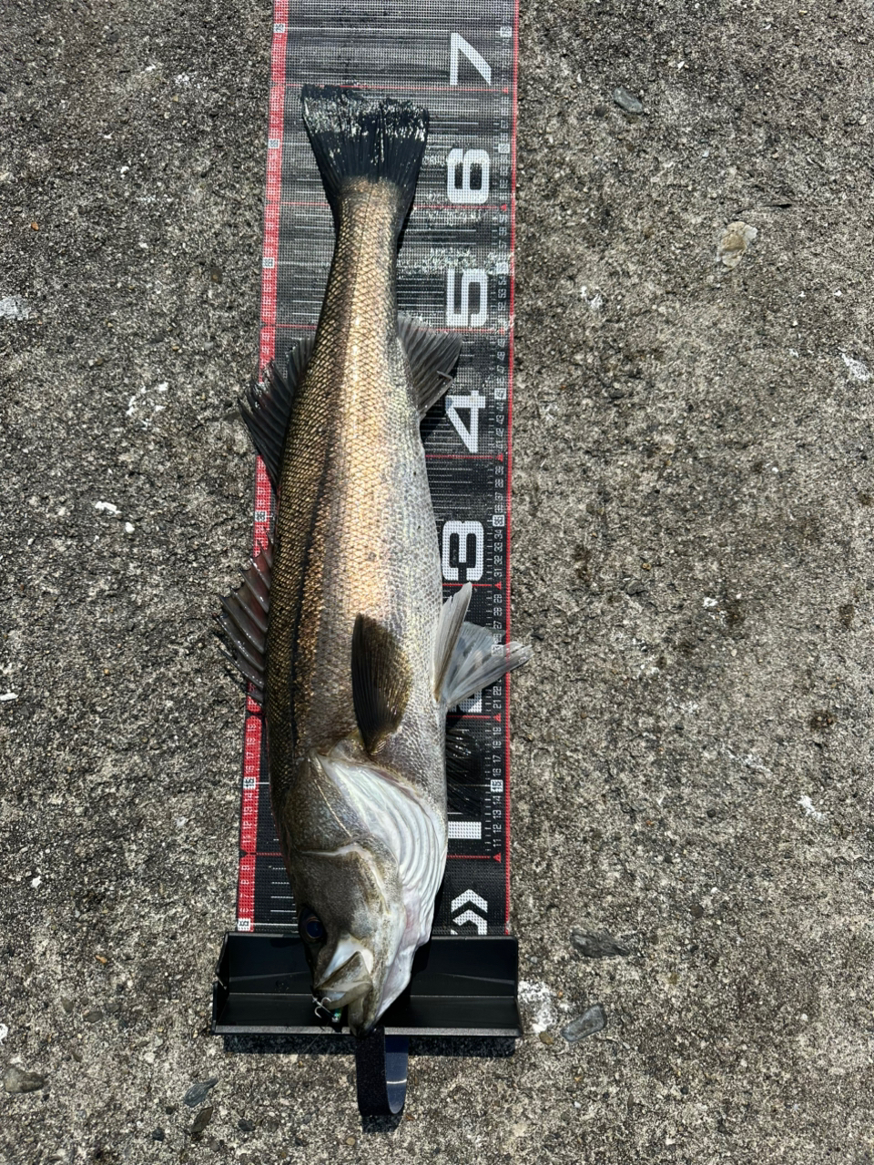 DAIWA 21モアザン ブランジーノ EX AGS 94MLの最安値・インプレ