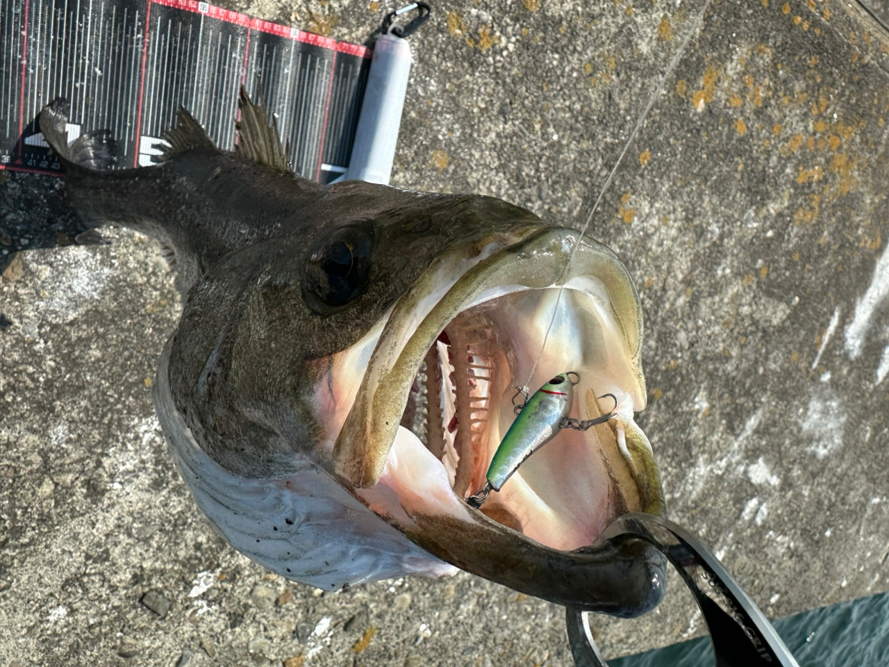 DAIWA 21モアザン ブランジーノ EX AGS 94MLの最安値・インプレ