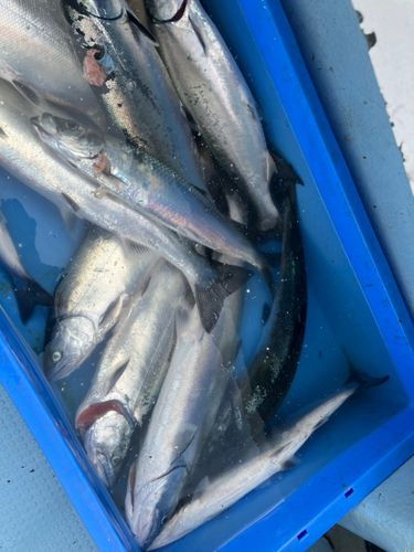 サクラマスの釣果