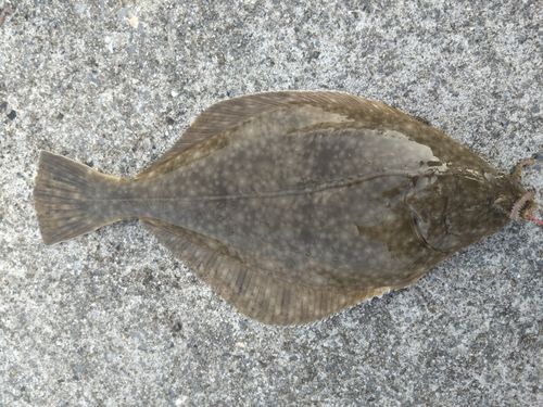 イシガレイの釣果
