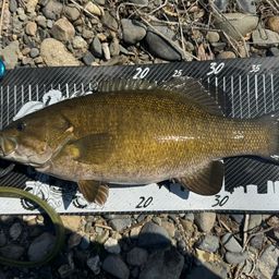 スモールマウスバス