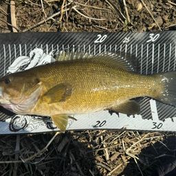 スモールマウスバス