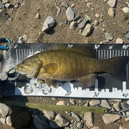 スモールマウスバス