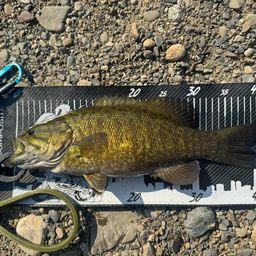 スモールマウスバス