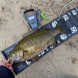 スモールマウスバス