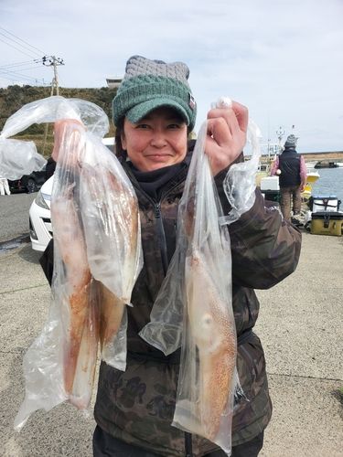ヤリイカの釣果