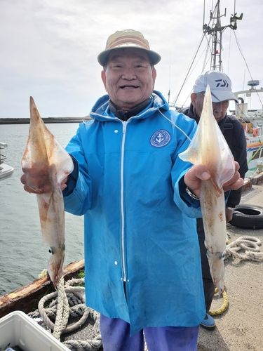 ヤリイカの釣果