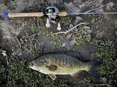 スモールマウスバスの釣果