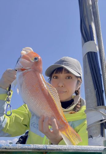アマダイの釣果