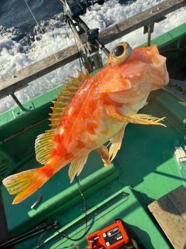 アヤメカサゴの釣果