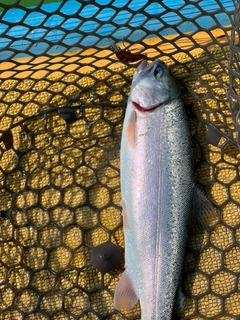 ニジマスの釣果