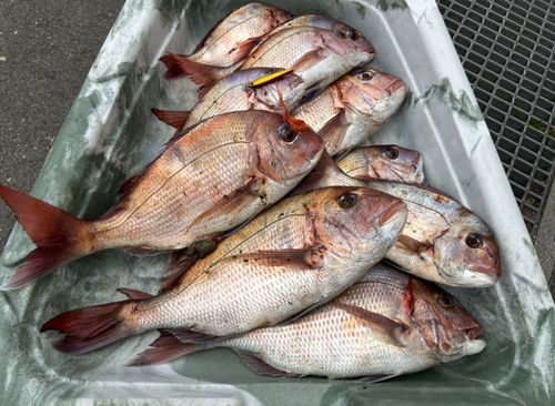 マダイの釣果