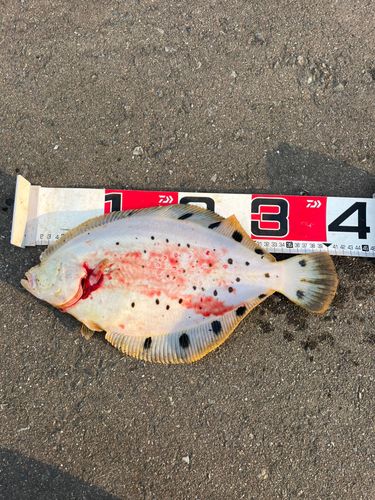 カレイの釣果