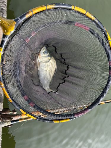 ヘラブナの釣果