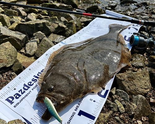 ヒラメの釣果