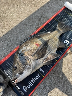 クロダイの釣果