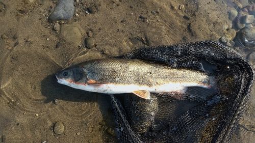 マルタウグイの釣果