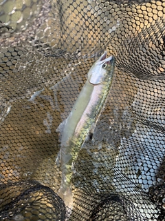 シラメの釣果
