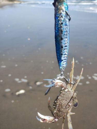 カニの釣果