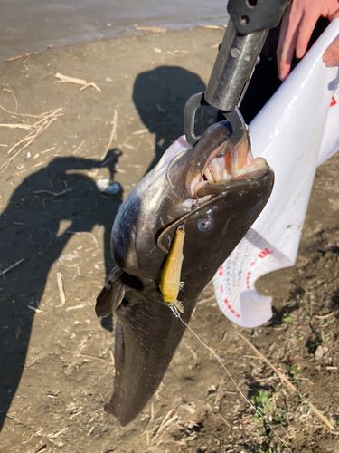 マナマズの釣果