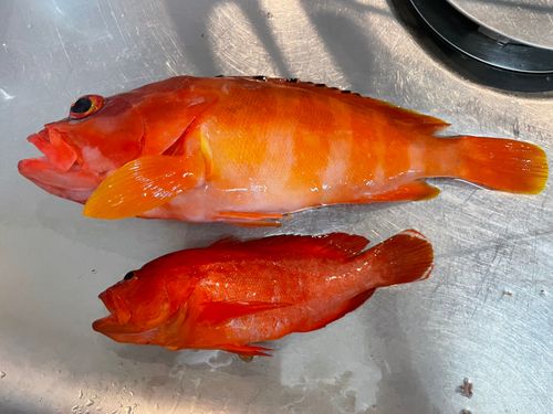 アカハタの釣果