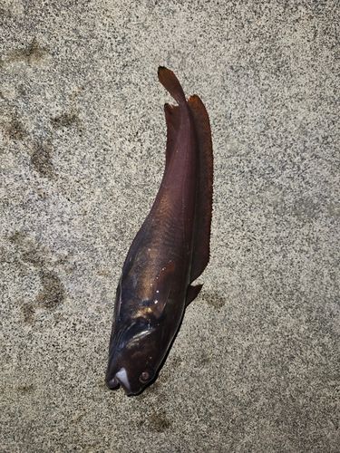 ドンコの釣果