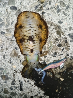 アオリイカの釣果
