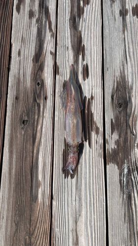 ヤリイカの釣果