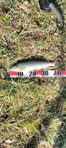 ブラウントラウトの釣果