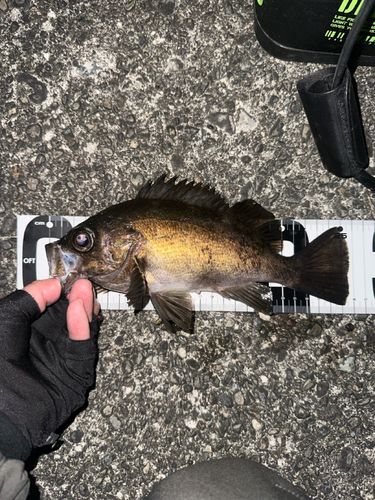 シロメバルの釣果