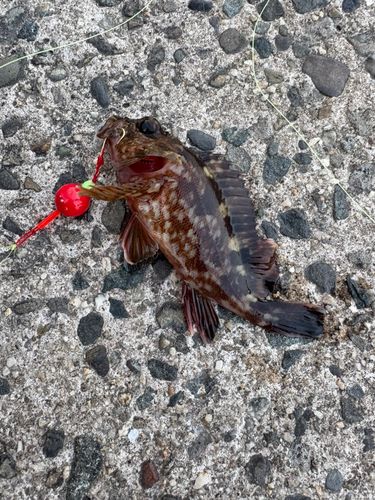 カサゴの釣果