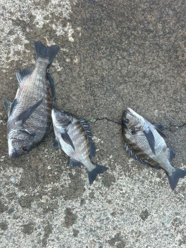 チヌの釣果