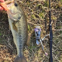 ラージマウスバス