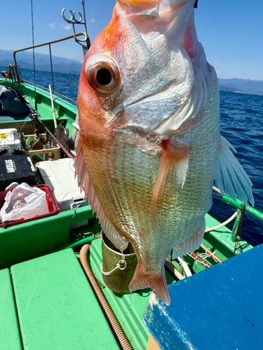 レンコダイの釣果