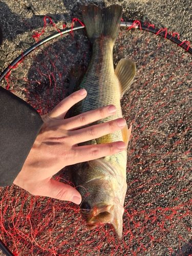 ラージマウスバスの釣果