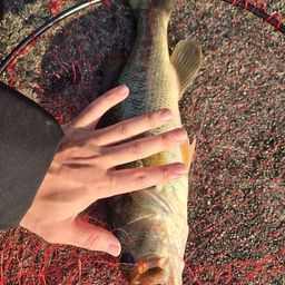 ラージマウスバス