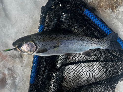 レインボートラウトの釣果