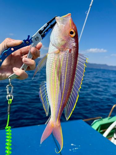 イトヨリダイの釣果