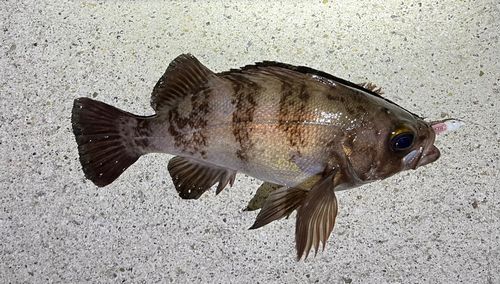 メバルの釣果