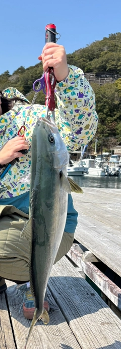 ワラサの釣果