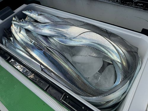 タチウオの釣果