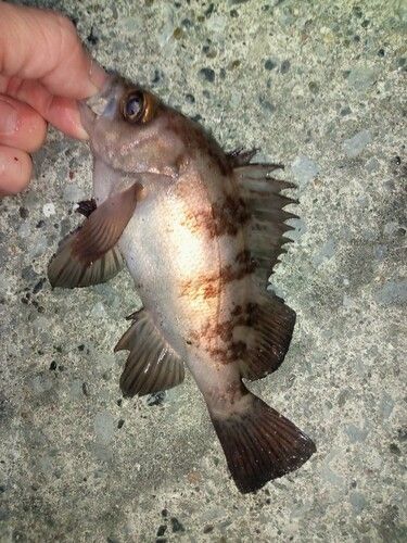 メバルの釣果