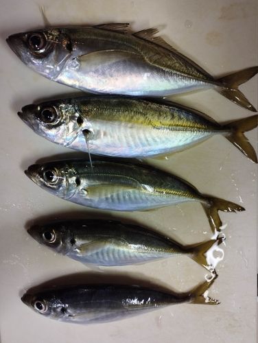 マアジの釣果