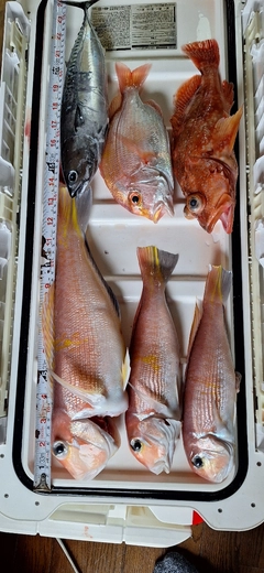 アカアマダイの釣果
