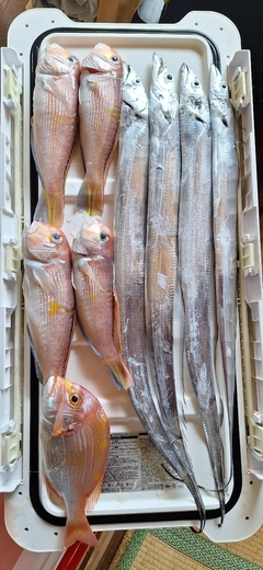 アカアマダイの釣果