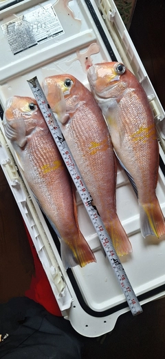 アカアマダイの釣果