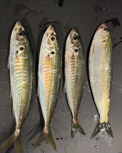 マルアジの釣果
