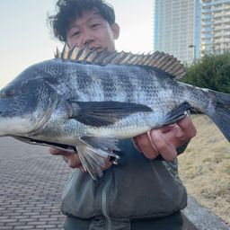 クロダイ