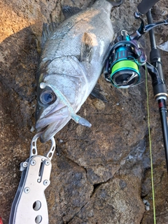 ヒラスズキの釣果